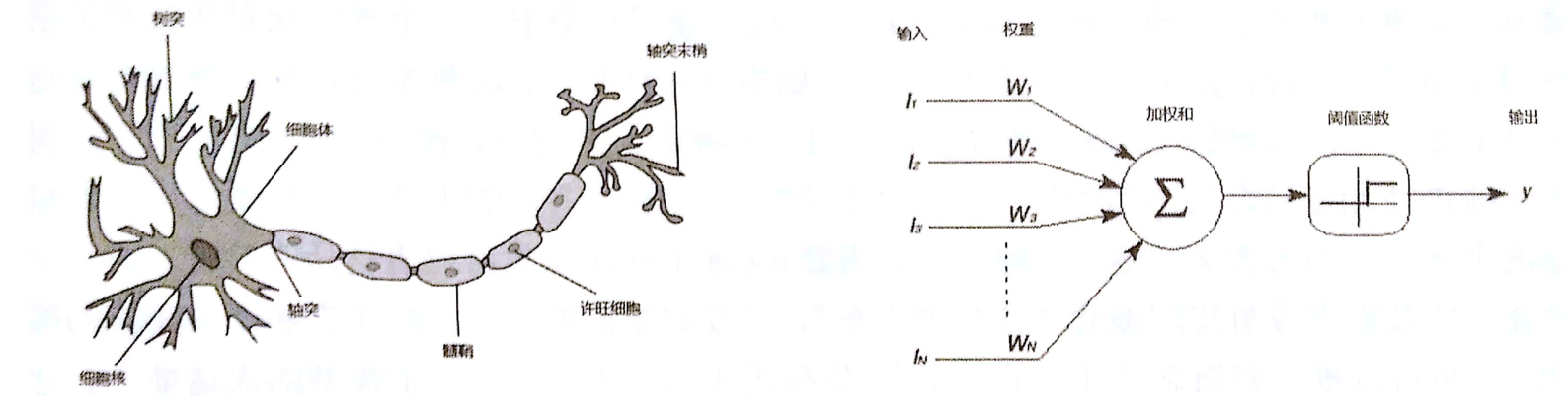人类神经元 vs “数学”神经元